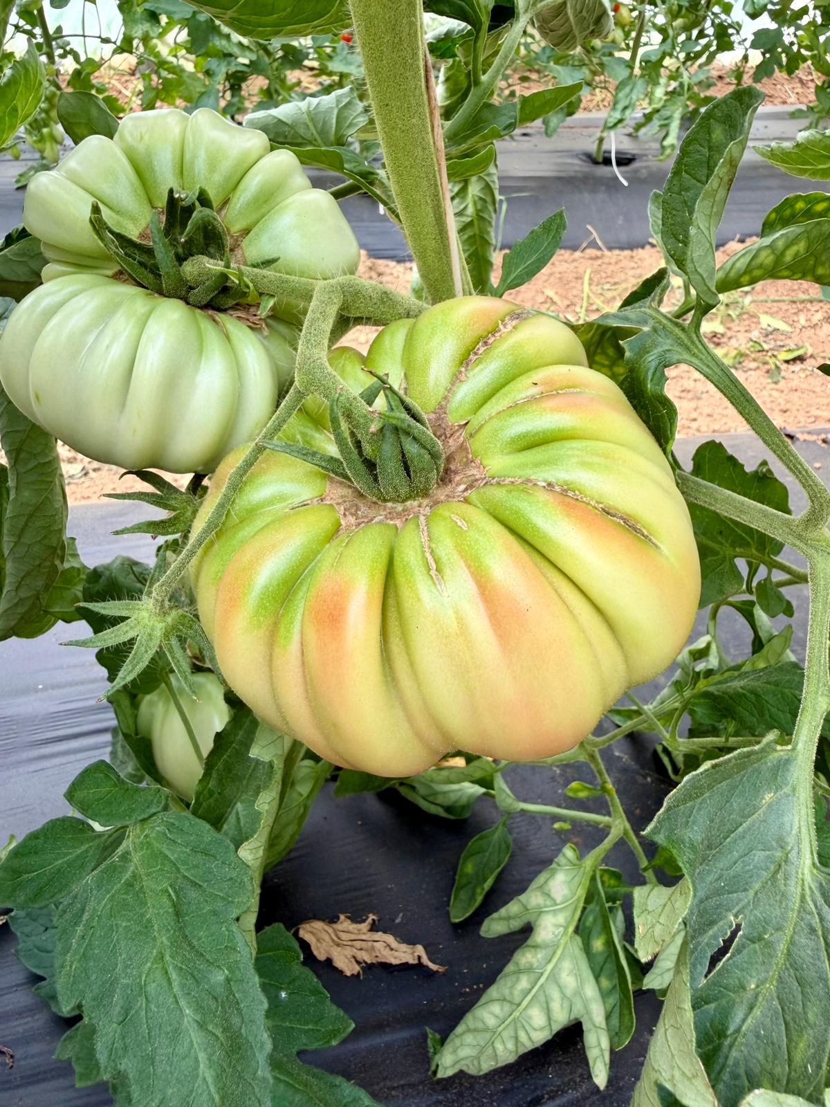 Pomodoro cuore di bue